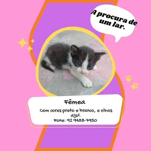 Doação, a procura de um lar