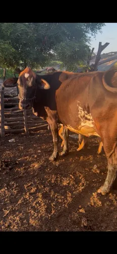Vacas