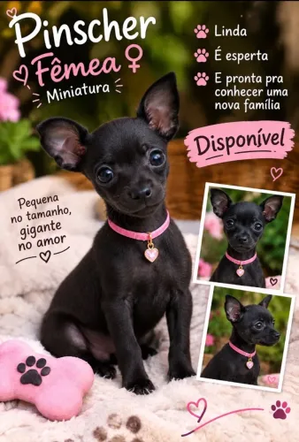 Pinscher fêmea miniatura