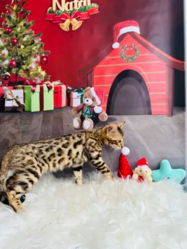 Gatinho Bengal de Pelagem Marcada