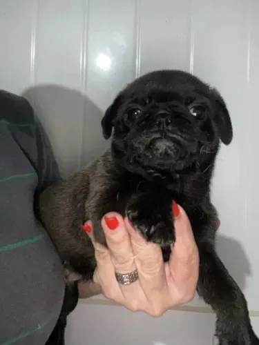 Pug Uma Raça com Carisma Inigualável