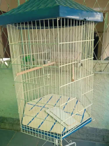 Viveiro Bragança (Calopsita, Papagaio, etc...)