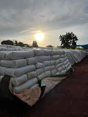 Silo de Capiaçu ensacado a pronta entrega