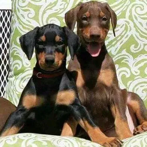 Doberman Disponível 