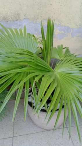 Palmeira em vaso - Decore seu espaço!
