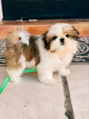 Filhotes de Shih-Tzu, aquela foto que vc vai amar