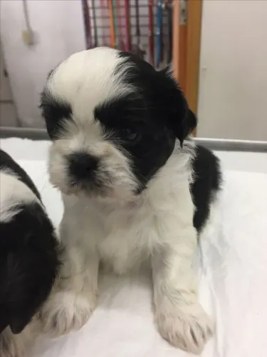 Filhotes Shih Tzu com 47 dias comendo ração seca