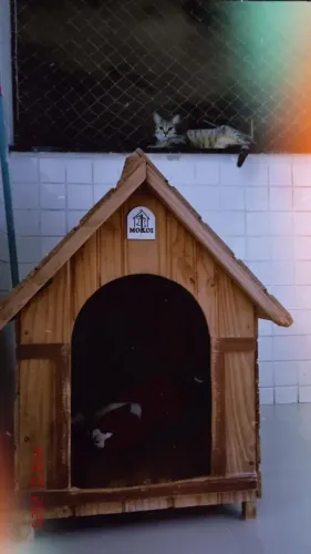 Casinha de madeira para pets