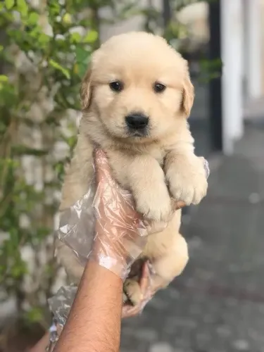 Golden Retriever Fazemos criação profissional, com todo empenho, carinho e Amor