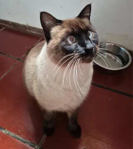 Gato macho castrado