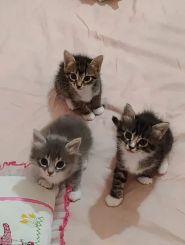 Lindos gatinhos para adoção!!! 5 semanas!