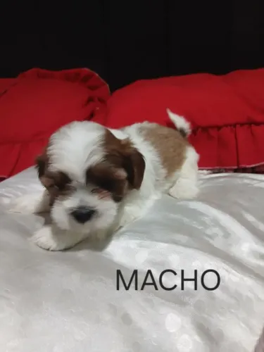 Shitzu cachorro 