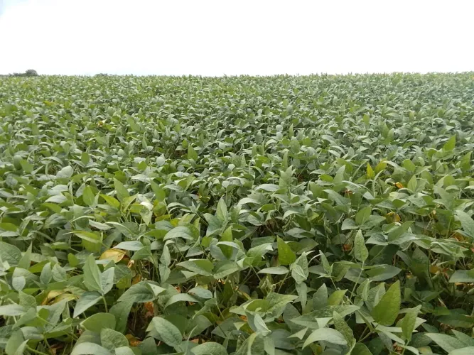 Fazenda plantando 100 Alqueire beira de Asfalto