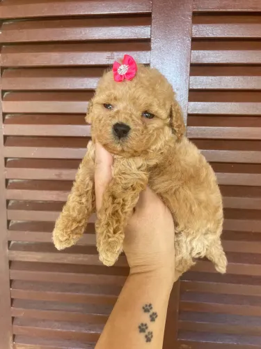 Poodle Toy champanhe fêmea entrega hoje 