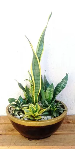 Terrário sansevierias