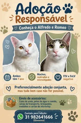 ADOÇÃO RESPONSÁVEL DE GATOS