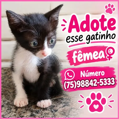 Gatinha para adoção