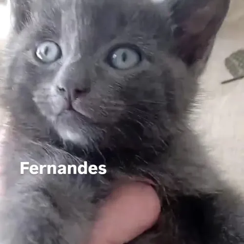 Azul Russo/Russian Blue Filhotes