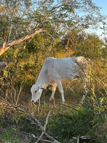 Garrote e novilha 