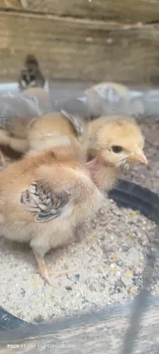 Pintinhos poedeira pescoço pelado x galo GSb