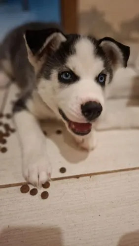 ? FILHOTE DE HUSKY SIBERIANO À VENDA ?