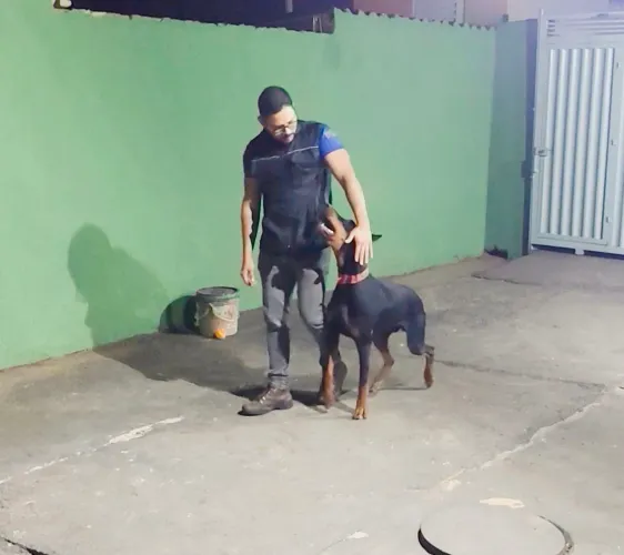 Doberman