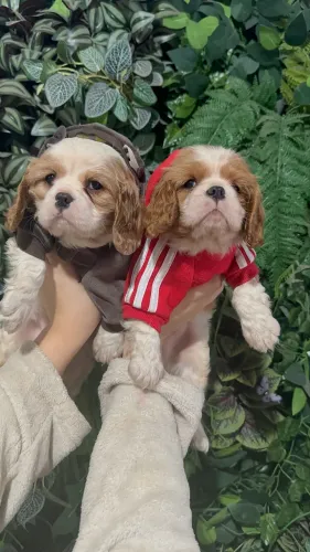 Cavalier king macho na promoção 