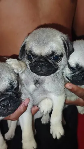 Pug machos e femeas disponíveis whts *42