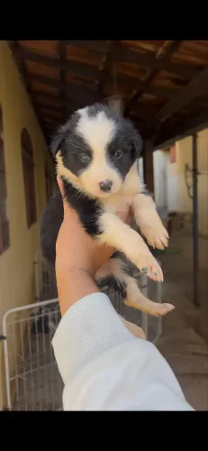 Filhote Border collie fêmea preto e branco
