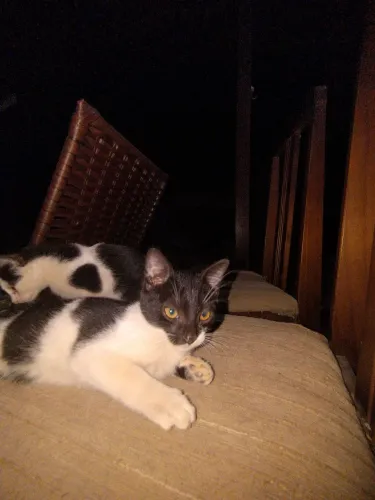 Doação Responsável: Um Gatinho Macho 