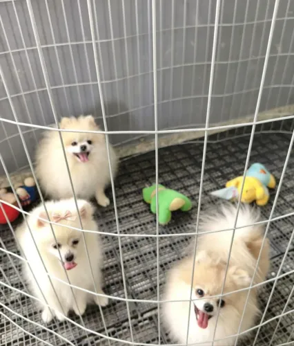  Lulu da Pomerânia 