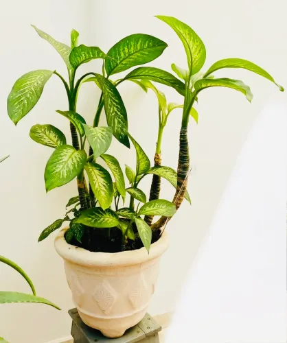 Planta Comigo-ninguém-pode Adulta Grande E Muito Cheia
