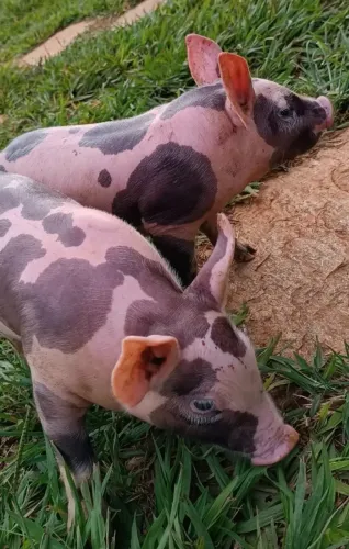 Porcos P.O