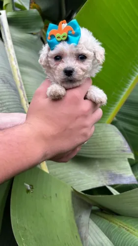 Poodle incrível para quem busca companhia