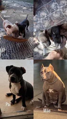 Filhotes de pitbull 