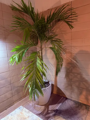 Vendo jarro com planta 