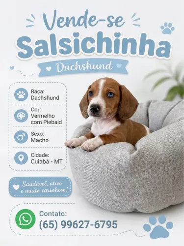 Filhote de Salsichinha (Dachshund) - 50 Dias!
