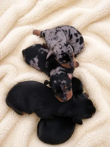Filhotes Dachshund