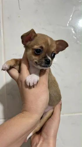 Chihuahuas machos