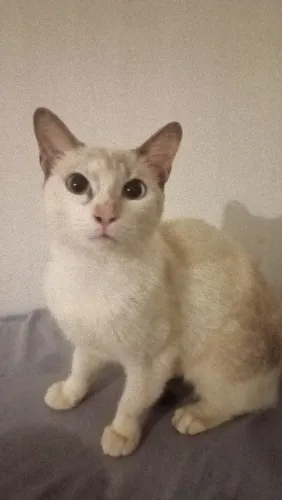gatinha siamês para adoção 