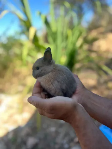 Mini coelho ( anão de Netherland)