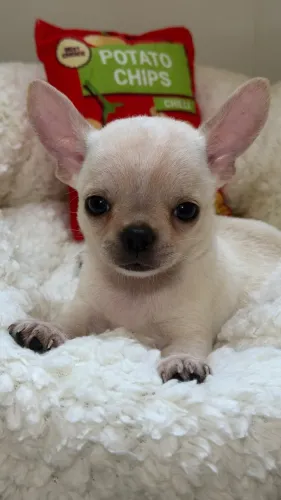 Chihuahua machinho pelinho curto creme