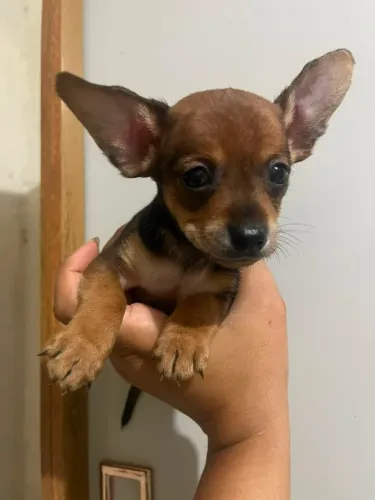 Pinscher micro macho com 55 dias de vida bem miudinho