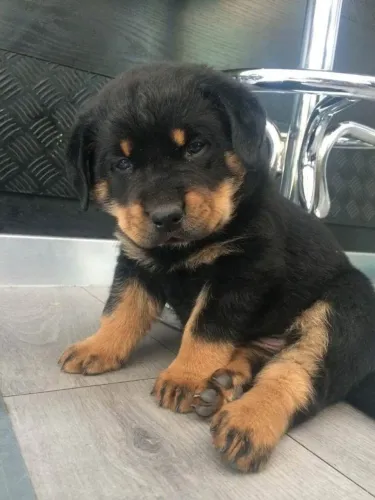 Filhote rottweiler, Quem precisa de terapia quando se tem um cachorro?