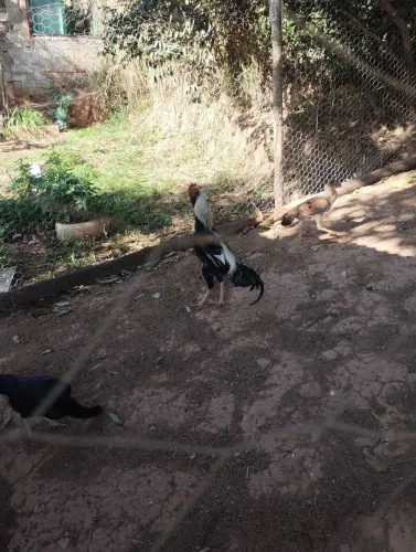 Galo índio prata 9 meses