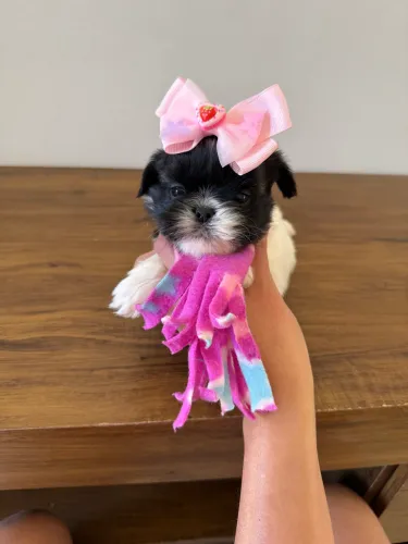 Shih Tzu Fêmea MINÚSCULA