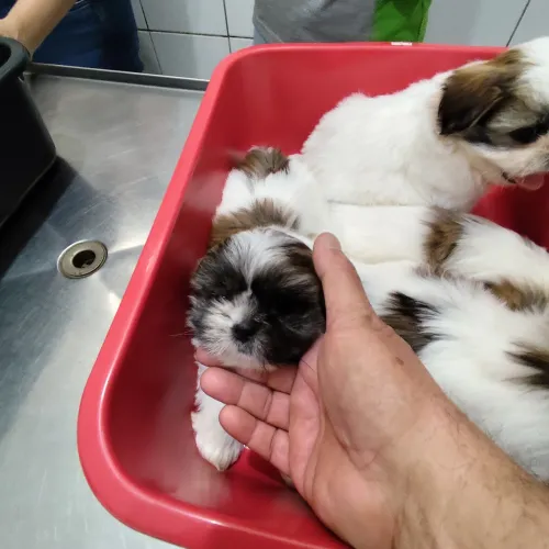 Lindos filhotes de Shitzu