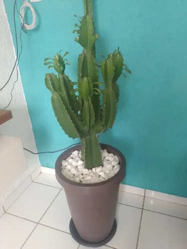 Vaso com plantra