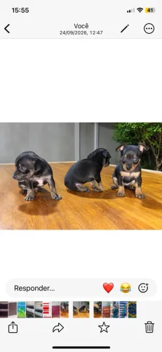 FILHOTES DE PINSCHER 1