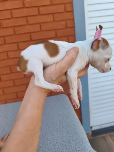 Filhotes de Pinscher lindos e carinhosos - solicite infos!